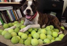 These 31 Moments Capture EXACTLY What It’s Like To Have A Dog. Is A Classic!