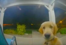 Puppy Escapes From Home, Then Rings Doorbell To Get Back In