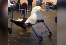 Disabled Duck Takes First Steps With The Help Of Special Wheelchair