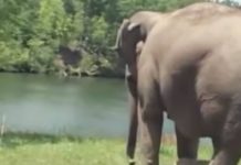 Elephant Waits Weeks For Injured Dog BFF To Return, Now Watch As They’re Finally Reunited
