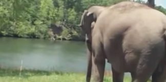 Elephant Waits Weeks For Injured Dog BFF To Return, Now Watch As They’re Finally Reunited