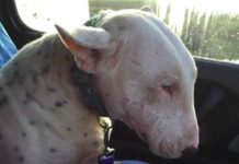 Rescuer Suspects Dog Is Injured Before X-rays Uncover A Chilling Sight Within His Head