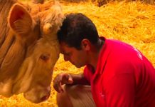 This Bull Spent His Life Chained Up, Watch His Reaction To A Man In Red