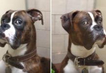 Boxer Gives Owner SERIOUS Side Eye When They Return From Vacation