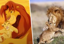 Lion Cub Hugs His Dad In Scene Straight Out Of The Lion King