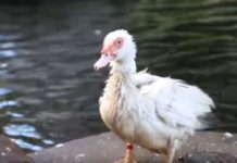 Neglected Ducks Take A Swim For The First Time Ever