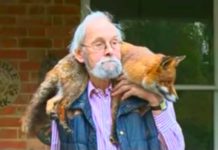Man Finds Fox Injured At The Side Of The Road And They Quickly Become Best Friends
