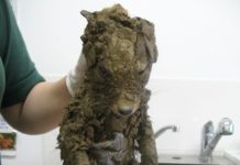 Fox Found In A Muddy Hole Is Almost Unrecognizable Until Rescuers Nurse Him Back To Health
