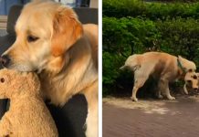 Golden Retriever Takes His Stuffed Toy Best Friend Everywhere