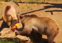 Watch These Animals Cool Off In Italy’s Heat Wave