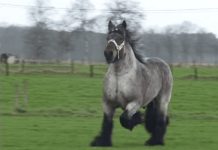 Huge Horse Is Known For His Strength, But Out In The Field, He Shows Off A Different Side