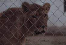 Depressed Circus Lions See The African Plains For The First Time