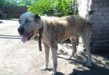A Lost Dog Has Been Reunited With His Owner After Two Years