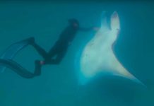 Giant Manta Ray “Begs Snorkeler To Help Save Her Life”