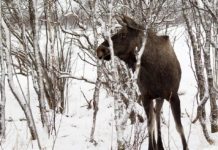 Family Captures Rare Occurrence On Film When A Moose Wanders Into Their Yard
