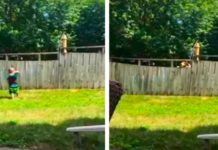 Toddler And Neighbor’s Dog Play The Cutest Game Of Fetch