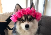 A Husky And A Pomeranian Had A Puppy Together And People Are Losing Their Minds