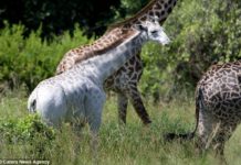 Wildlife Researchers In Africa Just Discovered One Of The Rarest Creatures On Earth.