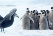 Baby Penguins Cry Out As Predator Approaches, Then An Unlikely Hero Emerges To Save The Day