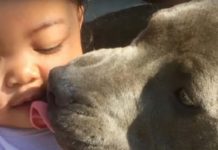 Hero Pit Bull Saves 7-Month-Old Baby From House Fire