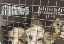 Six Tiny Puppies Rescued From Woods Make A Miraculous Recovery