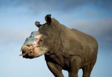 Rhinos Who Were Orphaned By Poachers Get A Second Chance At Family