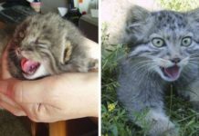 A Russian Farmer Found This Strange Kitten In His Barn… And It Turned Out To Be So Much More.