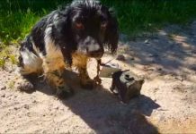 Woman Finds Scared Dog With 13lb Anchor Around Its Neck Near River