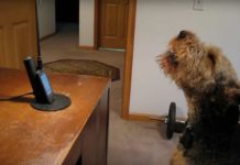 Adorable Dog Calls His Mom While She’s At Work Because It Misses Her