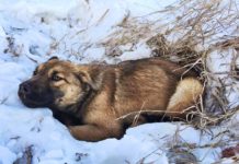 After She Was Hit By A Car, This Puppy Laid In The Snow For 12 Hours Waiting To Be Rescued