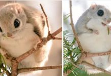 These Adorable Squirrels Are Only Found On One Japanese Island