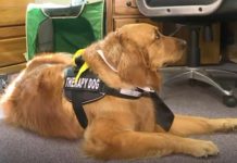 Therapy Dog Wins Award For Comforting Children In Court