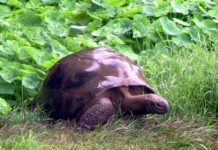 Tortoise Celebrates 187th Birthday As Oldest Living Animal On The Planet