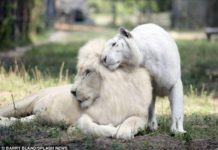 White Lion And White Tiger Just Had Babies And They’re The Cutest Things On The Planet