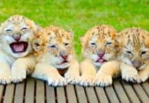 White Lion And White Tiger Fall In Love And Have The Most Adorable Babies