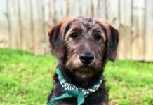 Shepadoodle (German Shepherd-Poodle Mix) Info, Puppies, Pictures