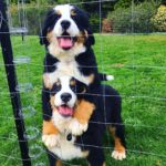 Bernese Mountain Dog 1
