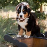 Bernese Mountain Dog 10