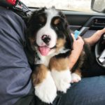 Bernese Mountain Dog 11