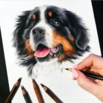 Bernese Mountain Dog 12