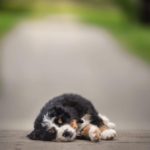 Bernese Mountain Dog 13