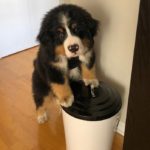 Bernese Mountain Dog 15