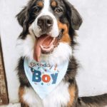Bernese Mountain Dog 16