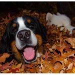 Bernese Mountain Dog 17
