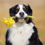 Bernese Mountain Dog 18