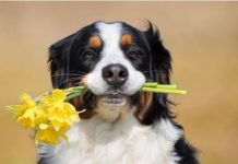 Everything You Want To Know About Bernese Mountain Dog