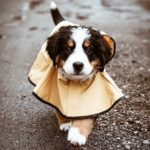 Bernese Mountain Dog 19