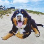 Bernese Mountain Dog 2