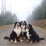 Bernese Mountain Dog 20