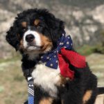 Bernese Mountain Dog 21